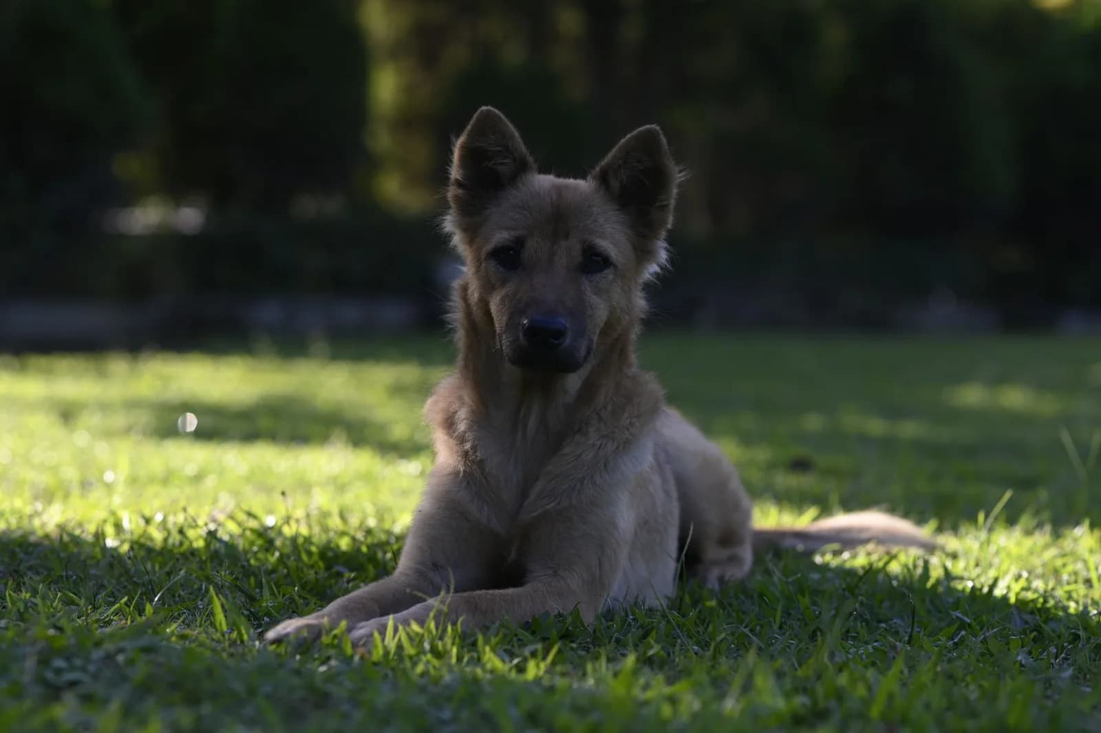 Cachorro de pelo marrom deitado na grama à sombra