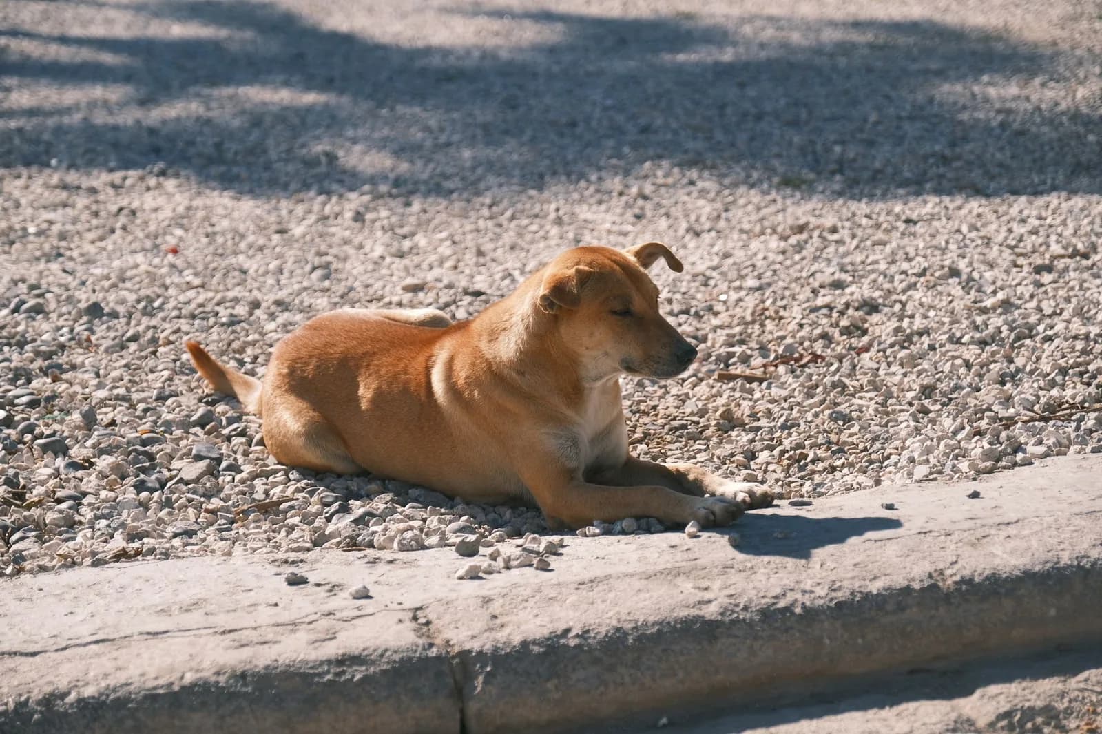 Cachorro de pelo caramelo deitado em calçada de pedrinhas