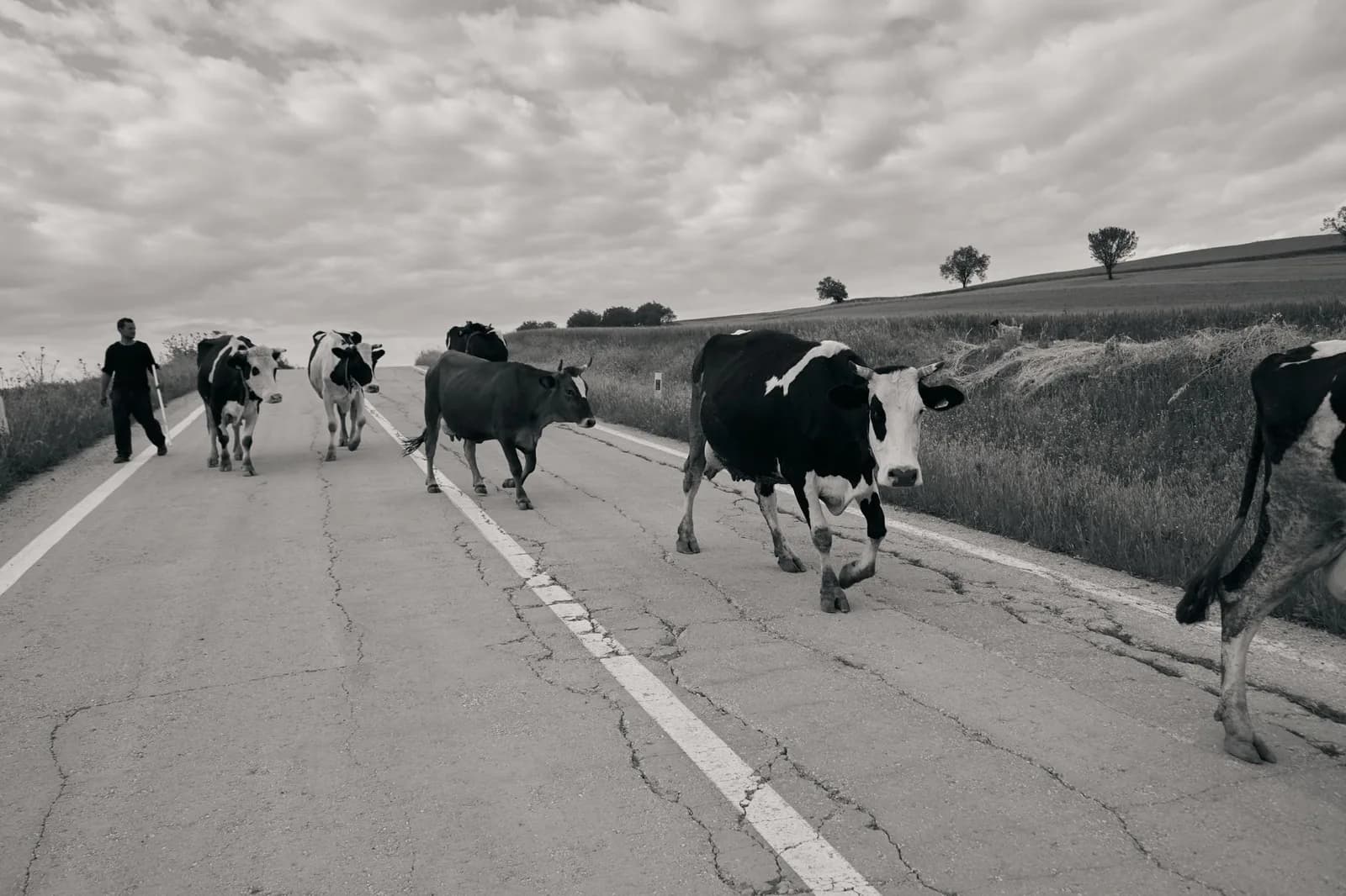 Gado às margens de estrada rural