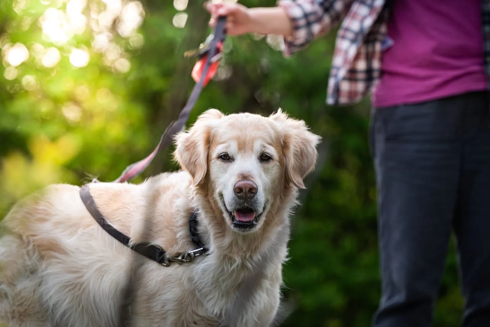 Cão golden retriever com coleira, passeando ao lado do dono