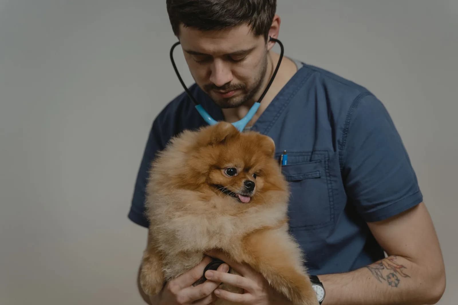 Veterinário examinando cachorro pomerânia em clínica